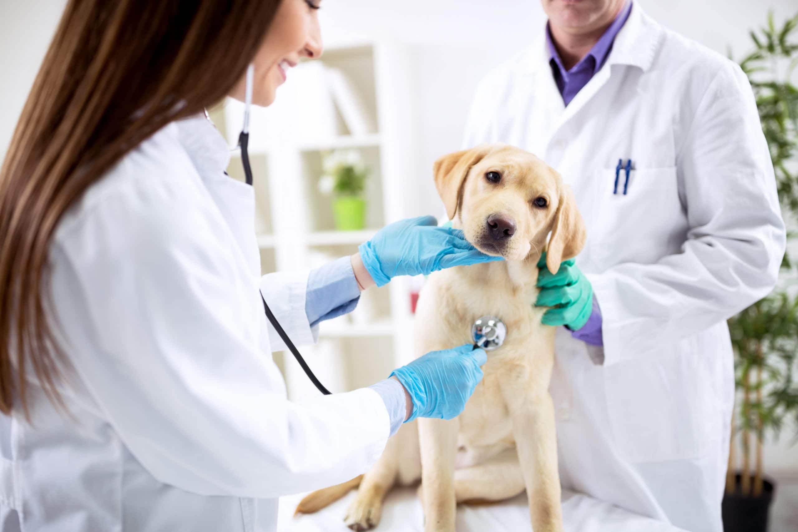 Why A Regular Vet Checkup Is A Must For Your Pet? Expert EXPLAINS